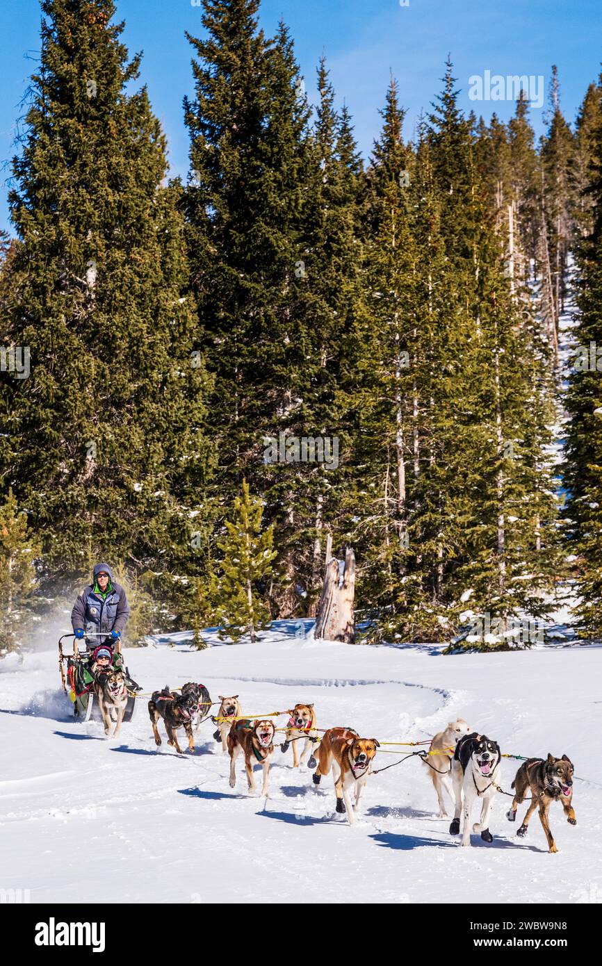 Male musher with lone female passenger & dog sled team traveling near ...