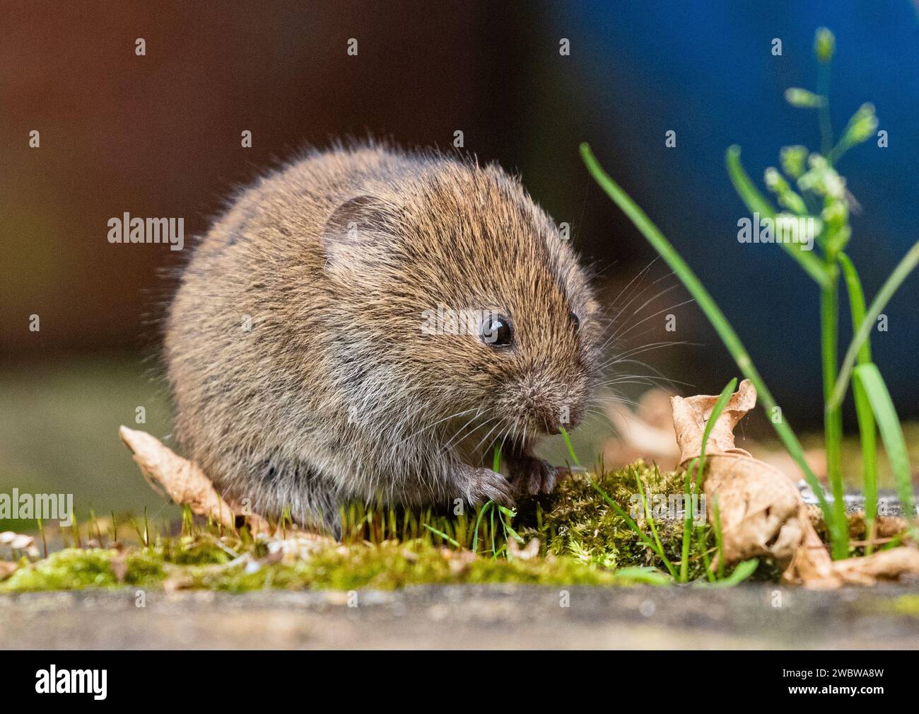 A tiny cute Bank Vole (Myodes glareolus) feeding on the plants and ...