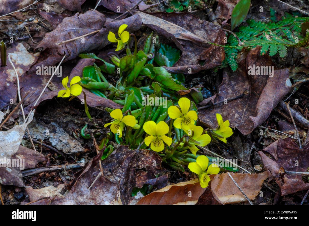 Yellow violet (Viola pubescens), in spring growing in the Adirondack Mountains in New York State Stock Photo