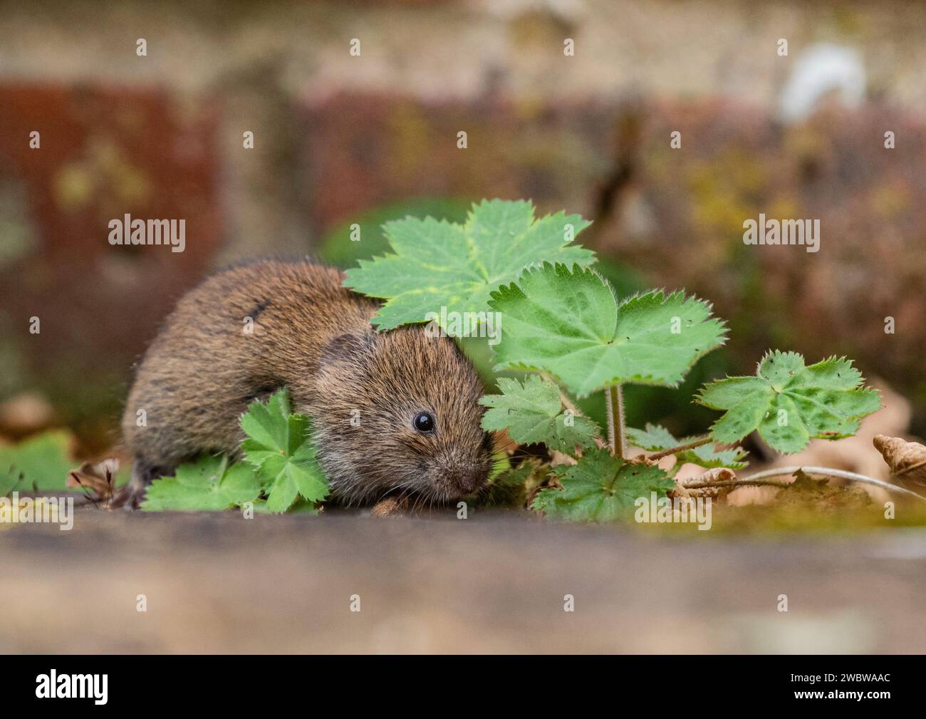 A tiny cute Bank Vole (Myodes glareolus) peeping out from the plants  and flowers growing in the cracks of the paving in a rural garden. Suffolk. UK Stock Photo