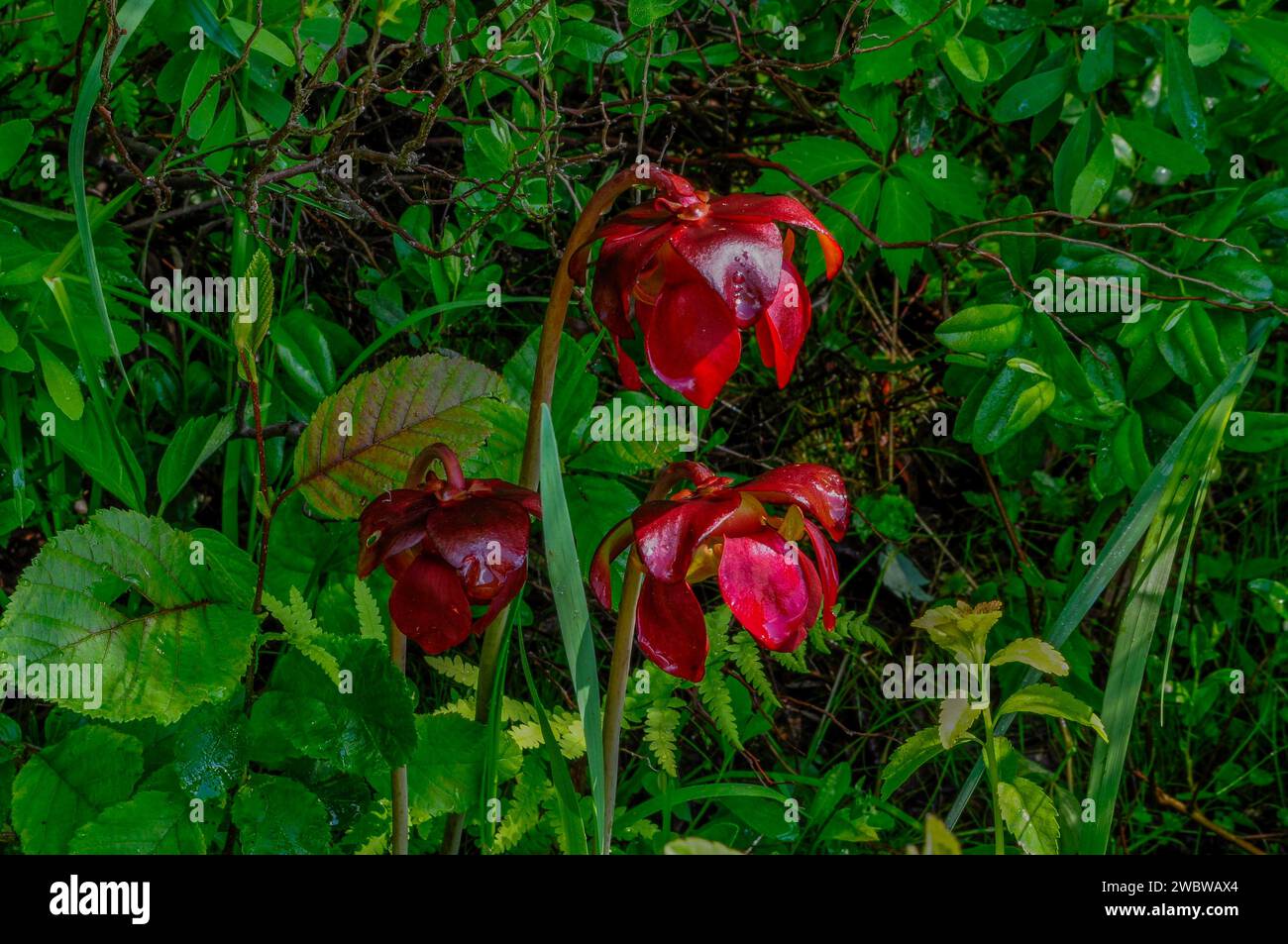 Flowers of the Pitcher Plant, Sarracenia Purpurea, which is a carnivoruos plant that grows in peat bogs. Stock Photo