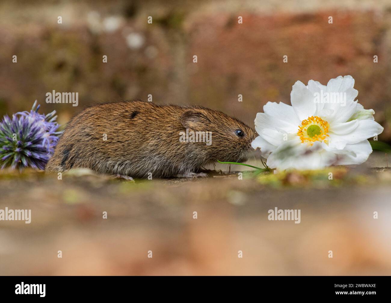 A tiny cute Bank Vole (Myodes glareolus) smelling and nibbling  the plants  and flowers growing in a rural garden. Suffolk. UK Stock Photo