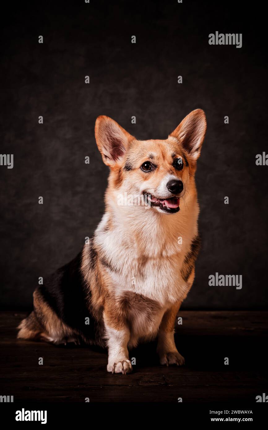 Corgi Dog Stock Photo
