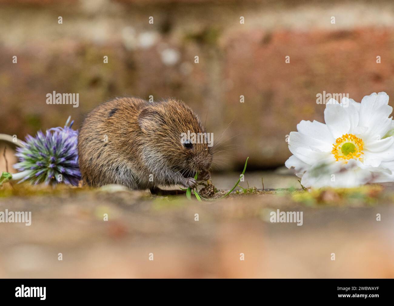 A tiny cute Bank Vole (Myodes glareolus) nibbling the plants  and flowers growing in the cracks of the paving in a rural garden. Suffolk. UK Stock Photo
