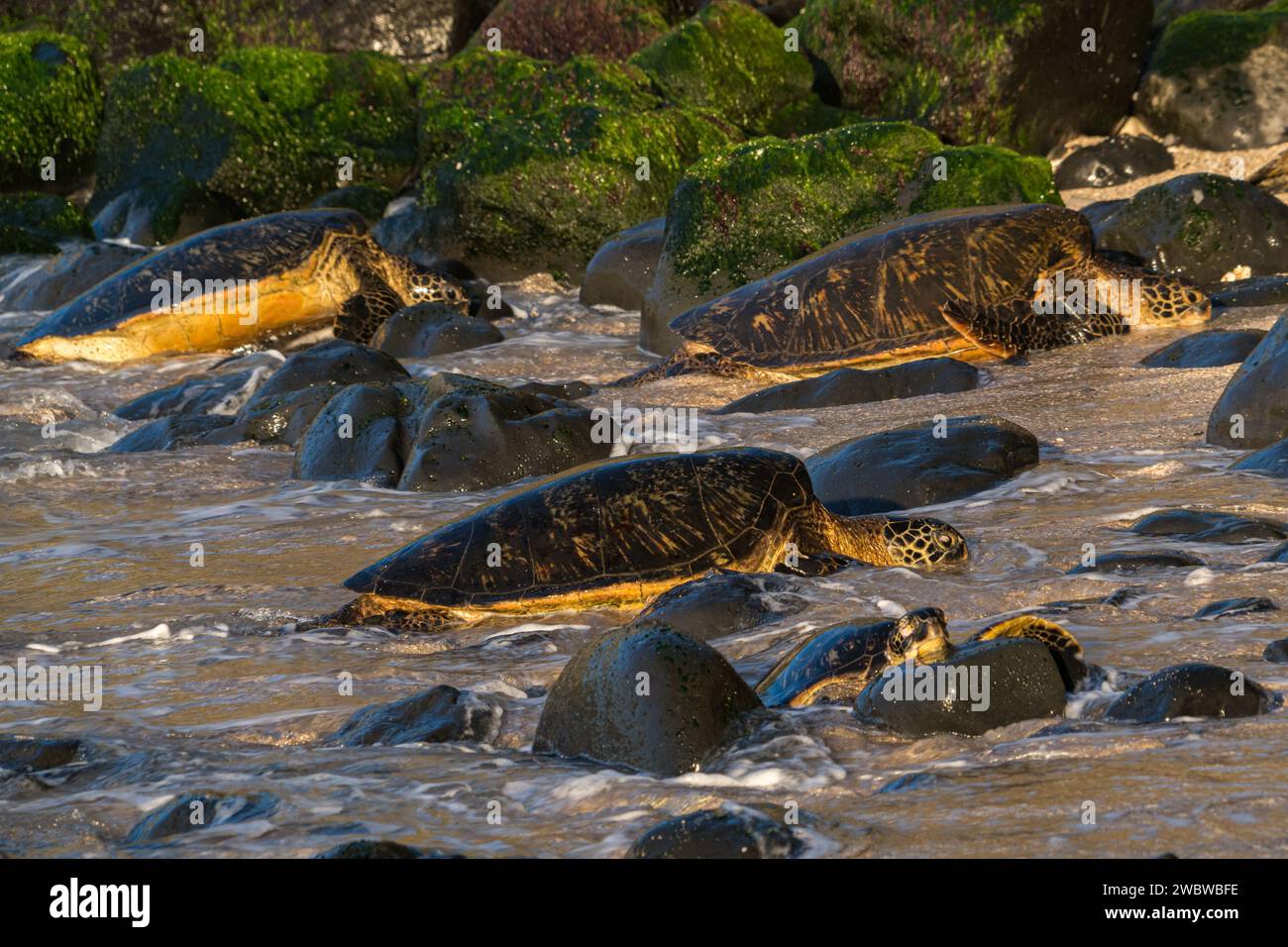 Green sea turtles bask on the sun-kissed rocks of Ho‘okipa Beach, a ...