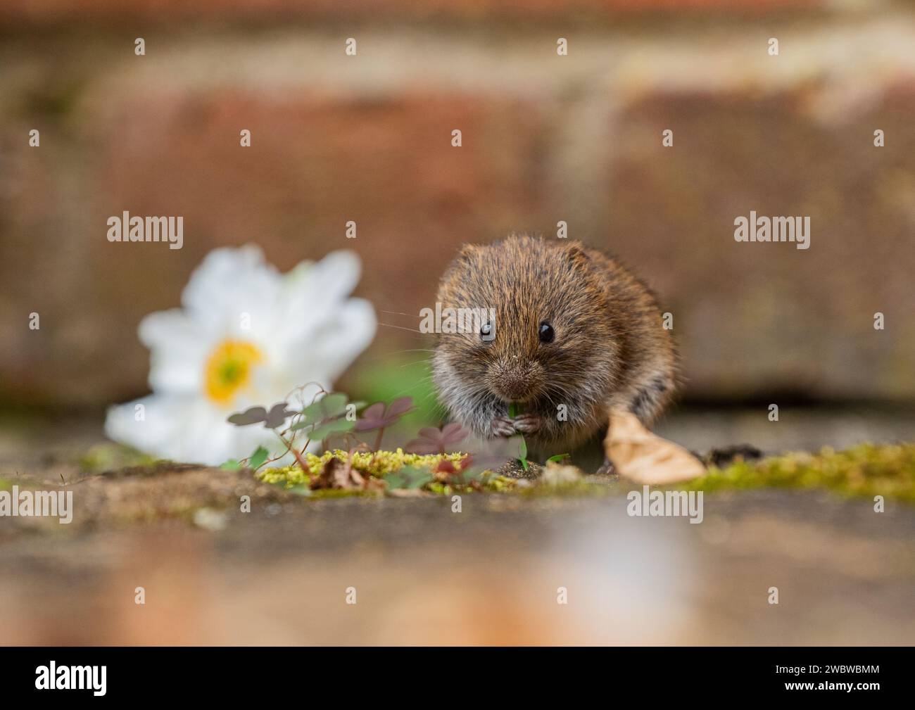 A tiny cute Bank Vole (Myodes glareolus) peeping out from the plants  and flowers growing in the cracks of the paving in a rural garden. Suffolk. UK Stock Photo