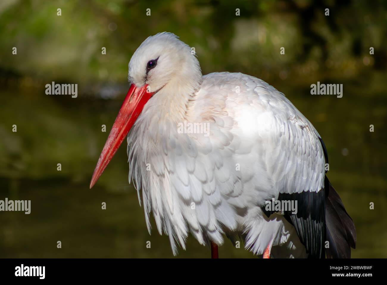 Black and white stork with red beak Stock Photo - Alamy