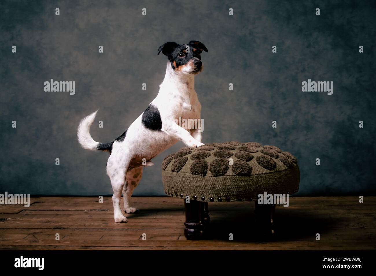 jack Russell terreirs Stock Photo