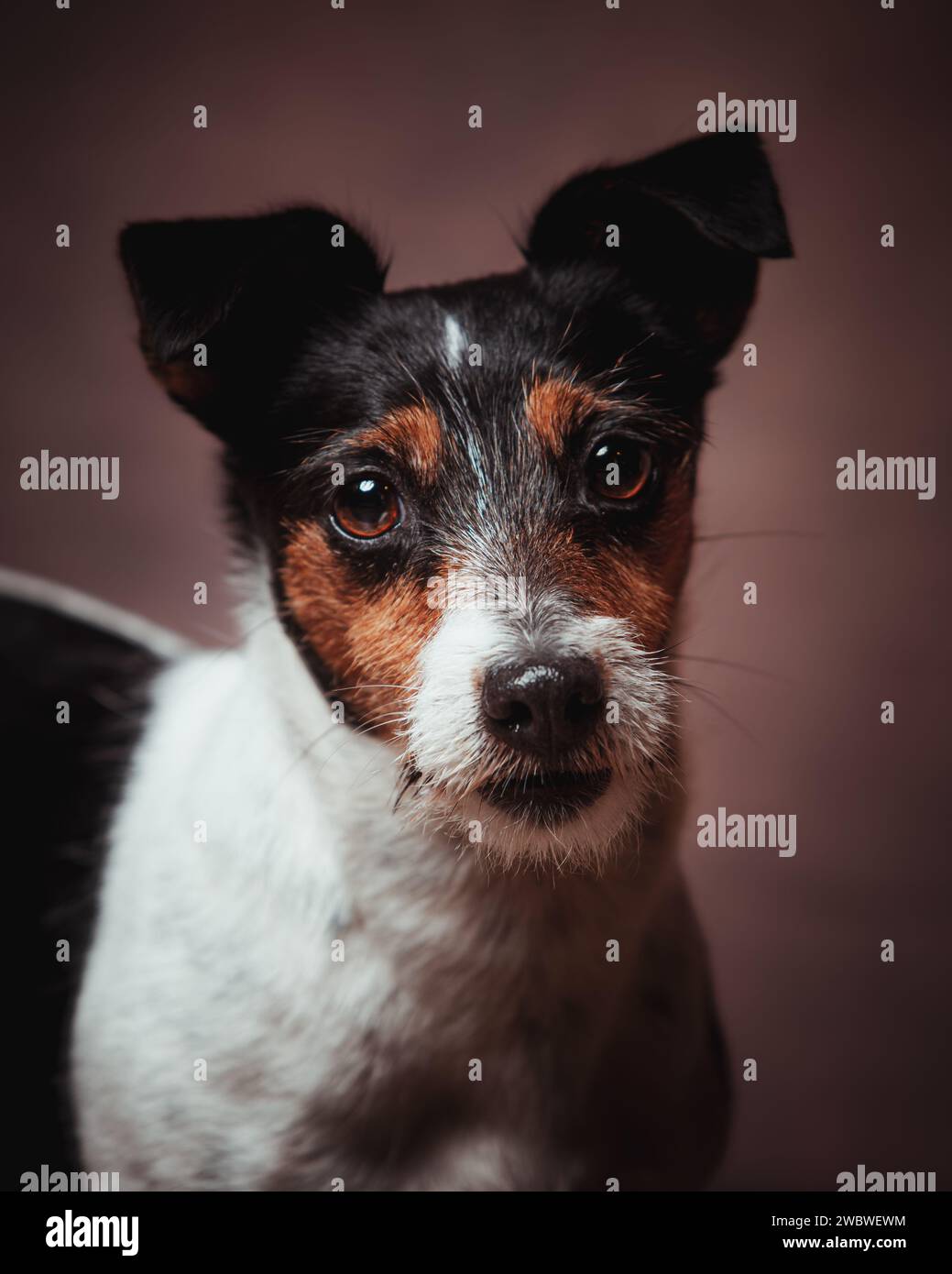 Jack Russell terrier Stock Photo