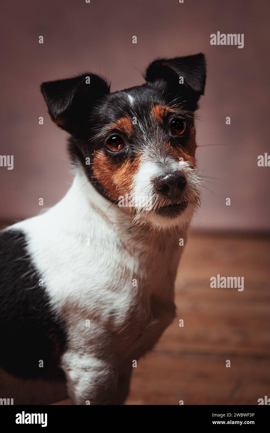 Jack Russell terrier Stock Photo