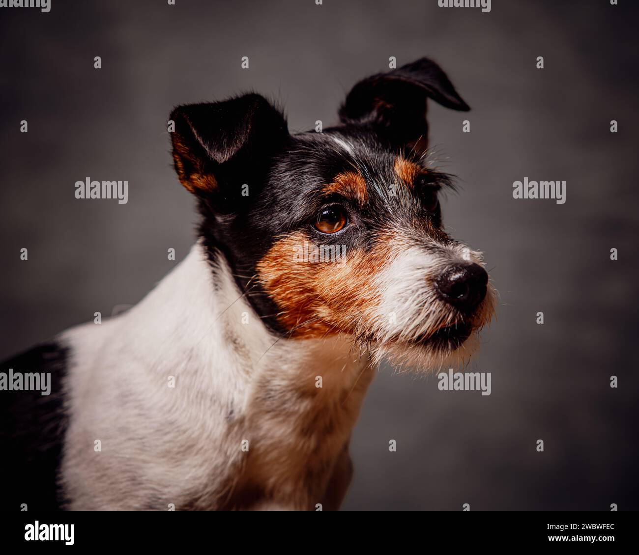 Jack Russell terrier Stock Photo