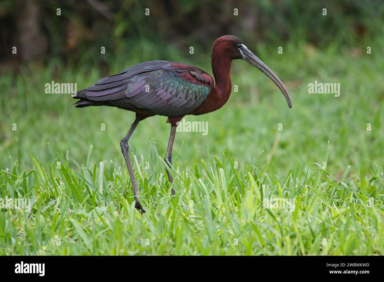 Black Ibis walking in bed of grass Stock Photo