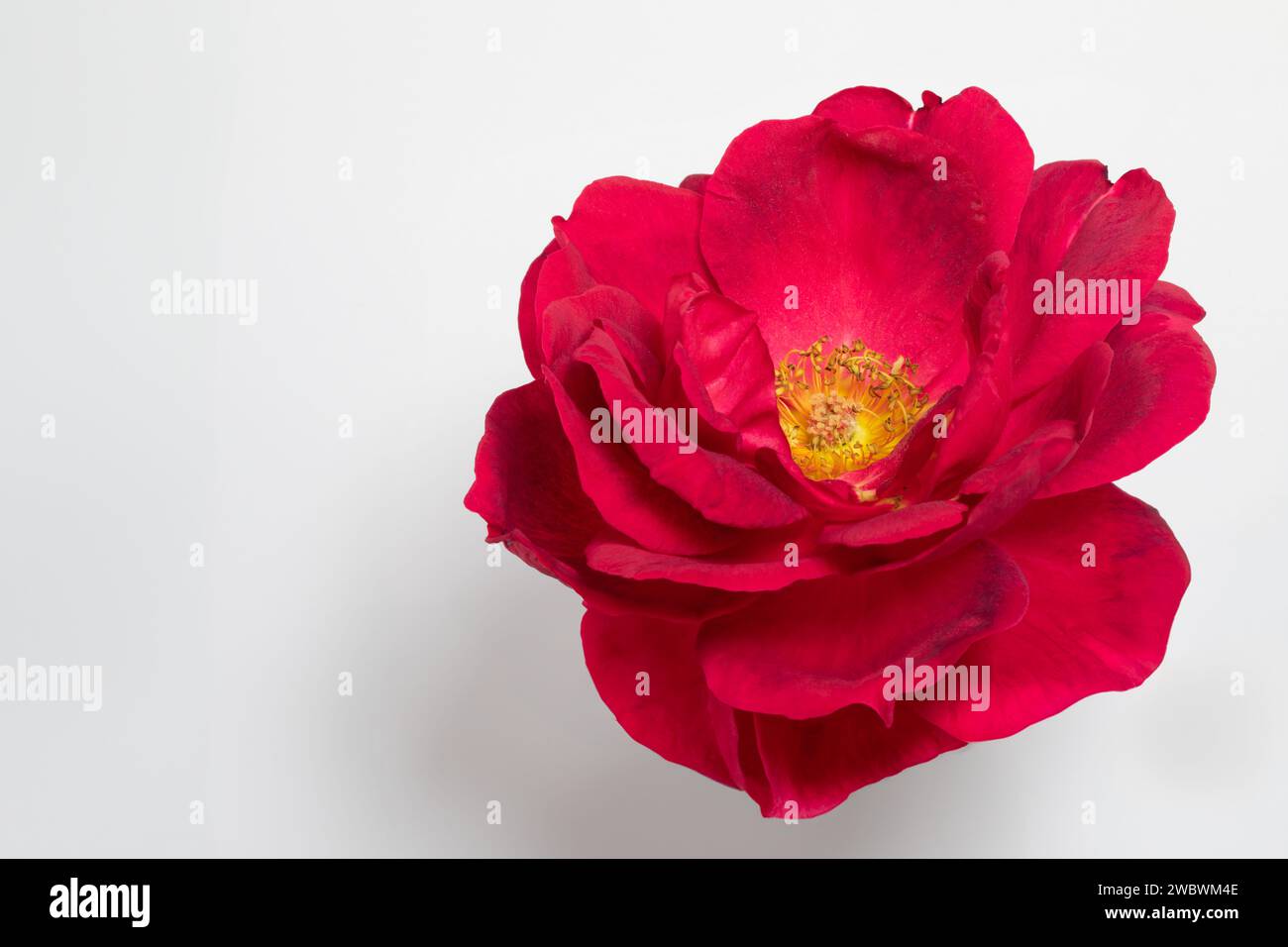 Fully opened red garden rose isolated on the white background Stock ...