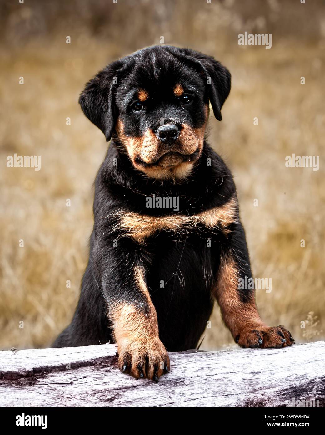 Rottweiler mom hi-res stock photography and images - Alamy
