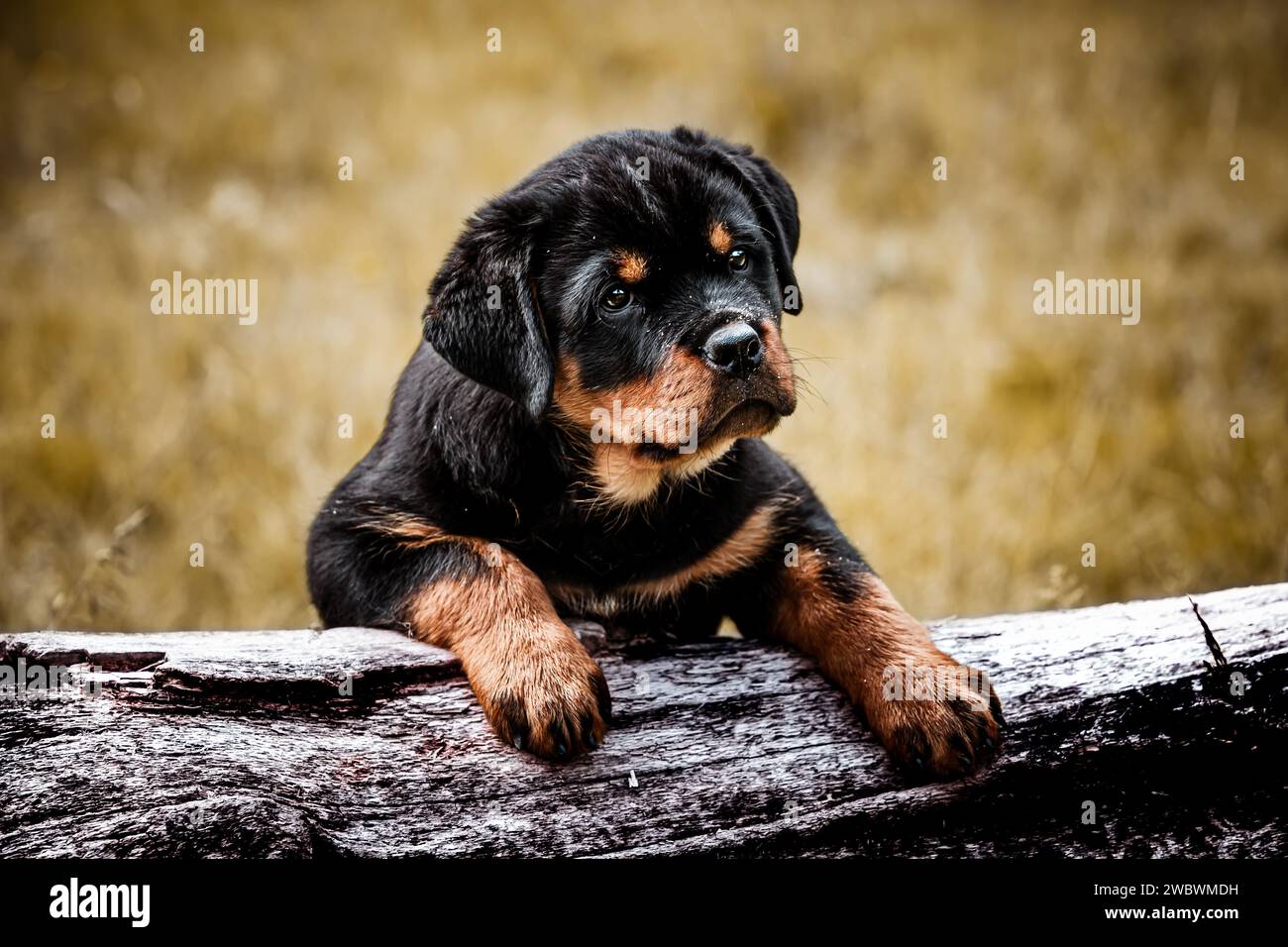 Rottweiler mom hi-res stock photography and images - Alamy