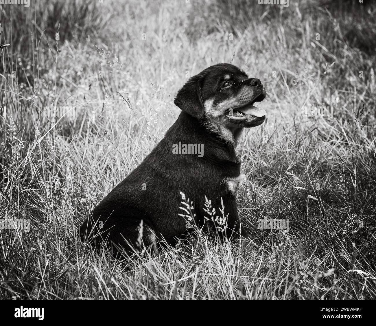 Rottweiler mom hi-res stock photography and images - Alamy