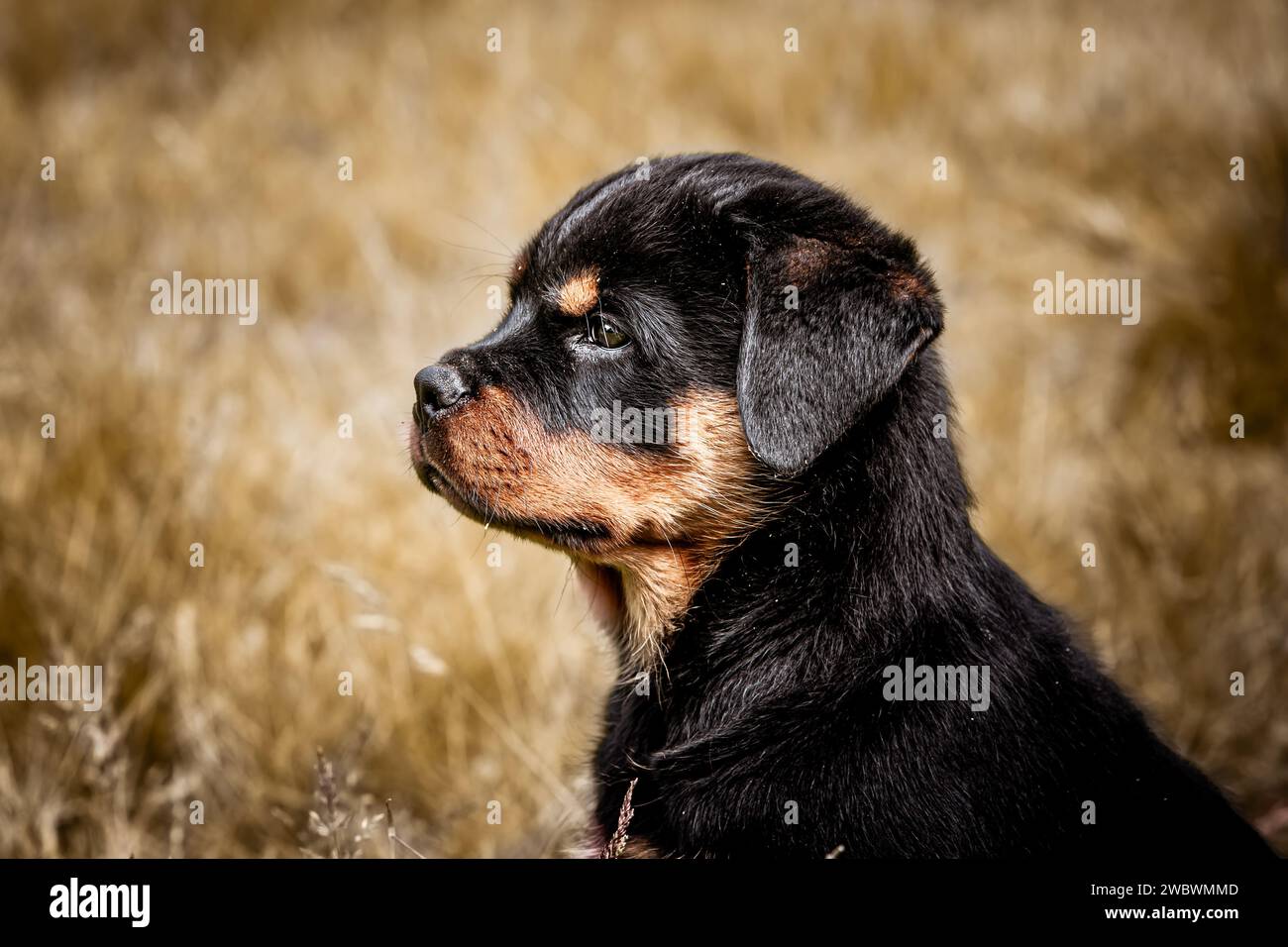 Rottweiler mom hi-res stock photography and images - Alamy