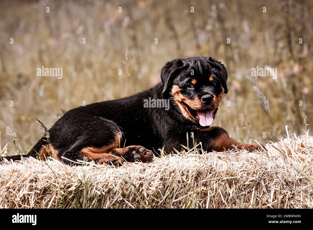 Rottweiler mom hi-res stock photography and images - Alamy