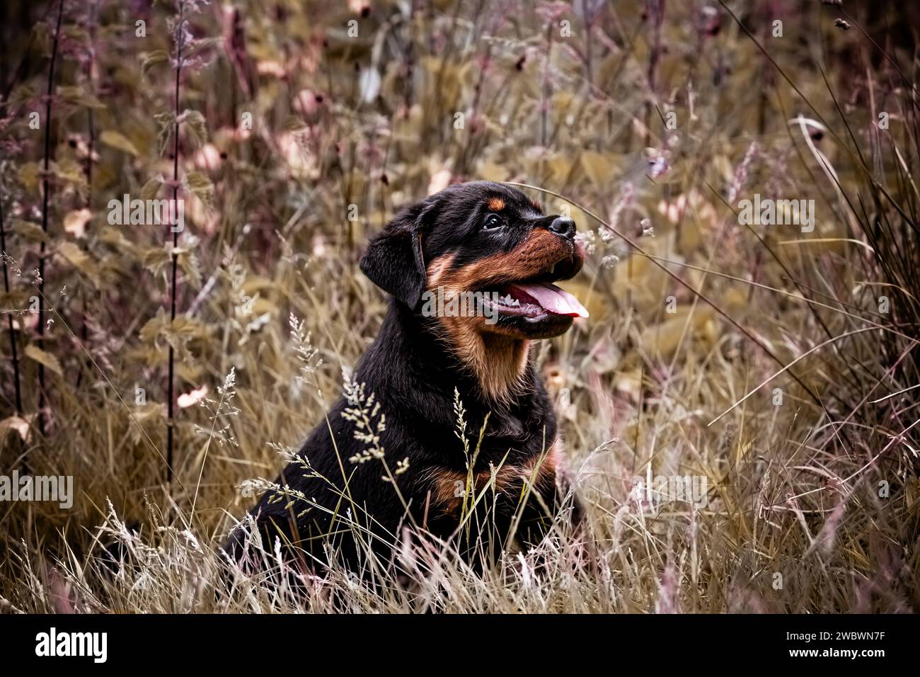 Rottweiler mom hi-res stock photography and images - Alamy