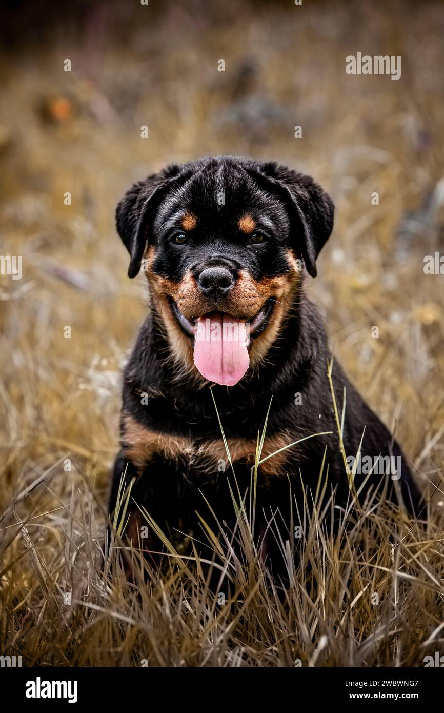 Rottweiler mom hi-res stock photography and images - Alamy