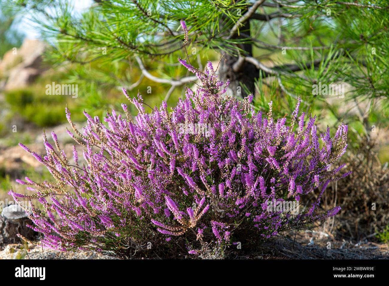 Close up of a shrub of heath with purple flowers in sunny environment with pine tree and rocks out of focus in background Stock Photo