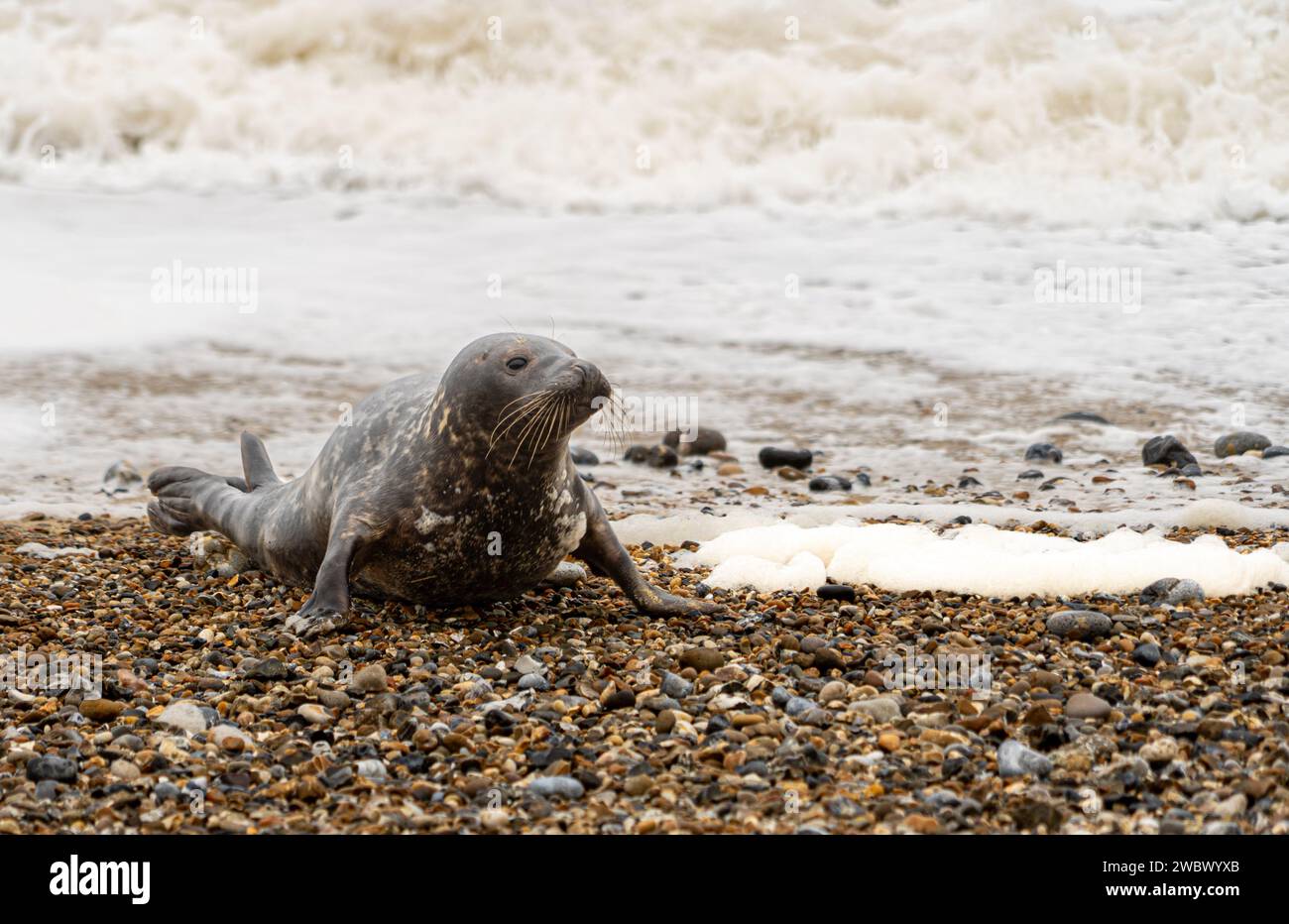 North atlantic grey hi-res stock photography and images - Alamy