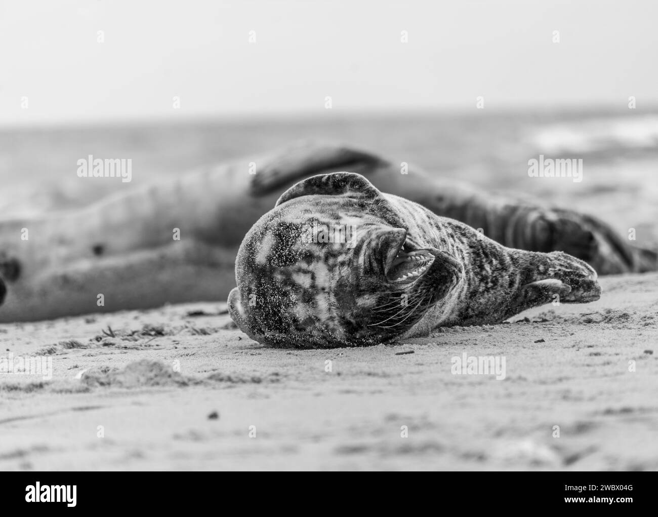 Atlantic Grey Seals on East Anglia Beach Stock Photo