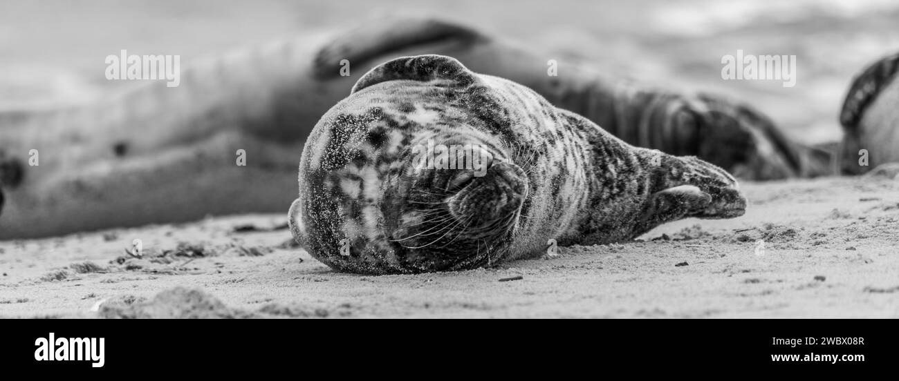 Atlantic Grey Seals on East Anglia Beach Stock Photo