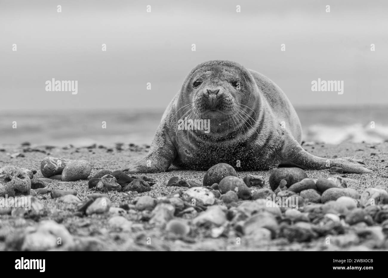 Baby seals Black and White Stock Photos & Images - Alamy