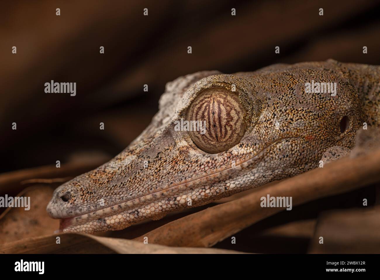 Close-up portrait of a giant leaf-tailed gecko from Madagascar Stock Photo