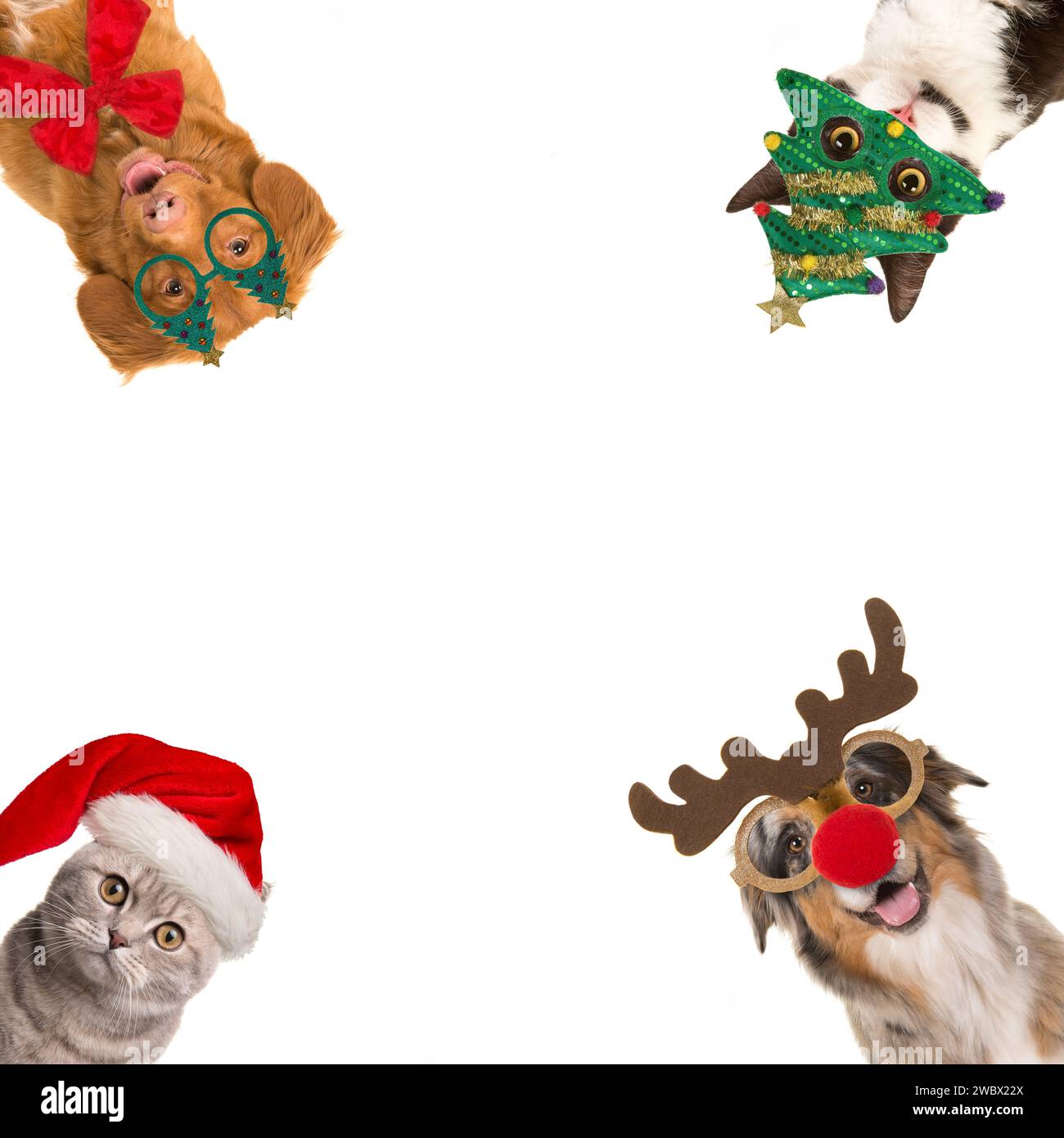 Duck christmas hat hi res stock photography and images Page 2