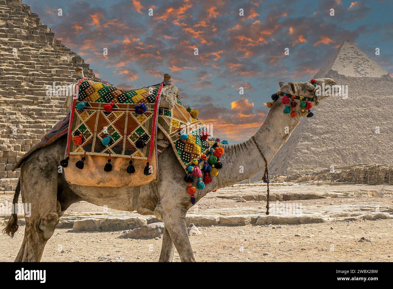 Camel decorated with specific embroidery in front of the Giza Necropolis pyramids complex. Stock Photo