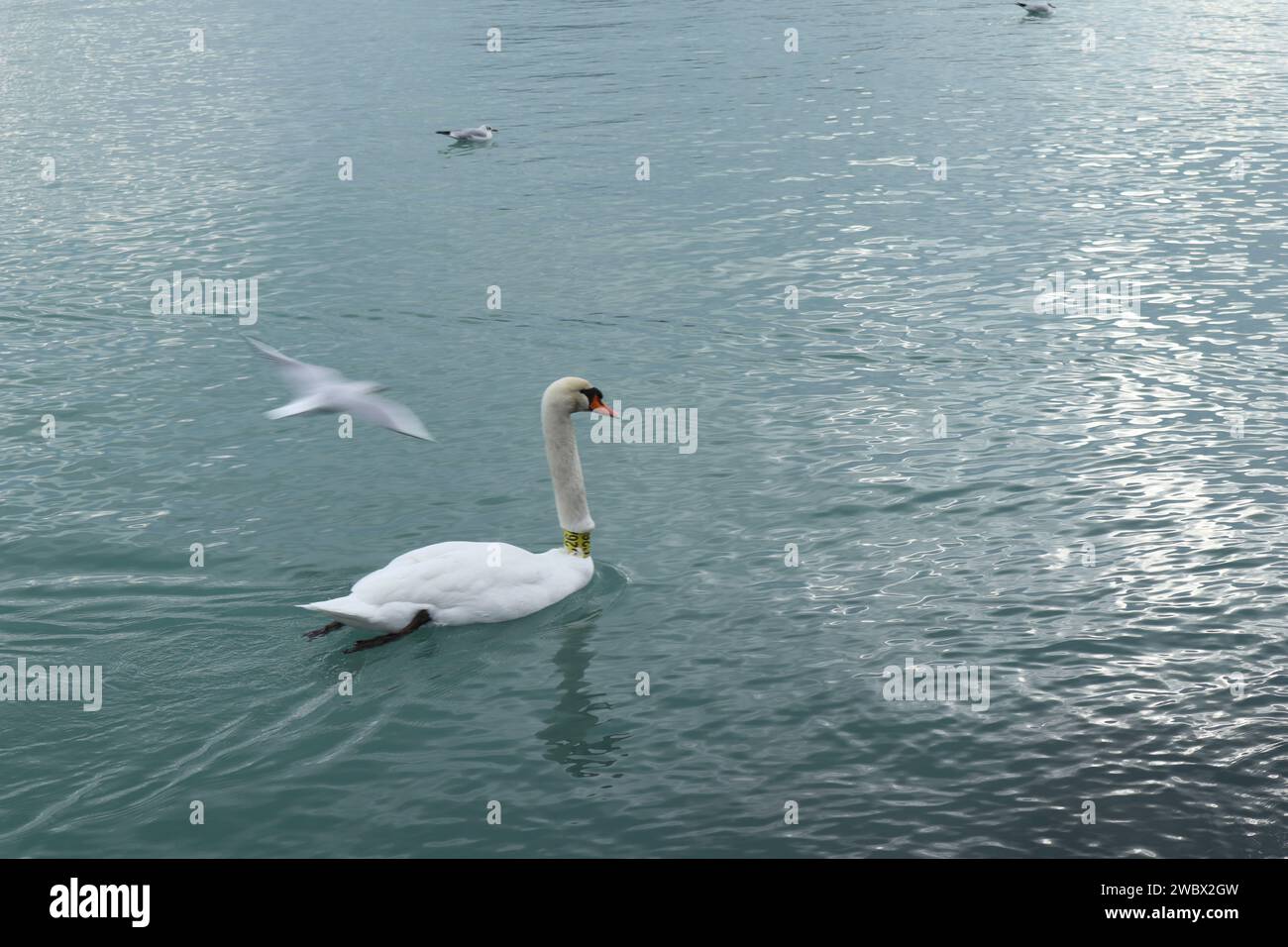 Janvier, 12, 2024. Balatonfüred, Hungary. a winter day on the shores of Lake Balaton. Sunset, seagulls, swans, skating rink, memorial statue of actor István Bujtor, park around Heart Hospital, landscape Credit Ilona Barna, BIPHOTONEWS, Alamy Live News Stock Photo