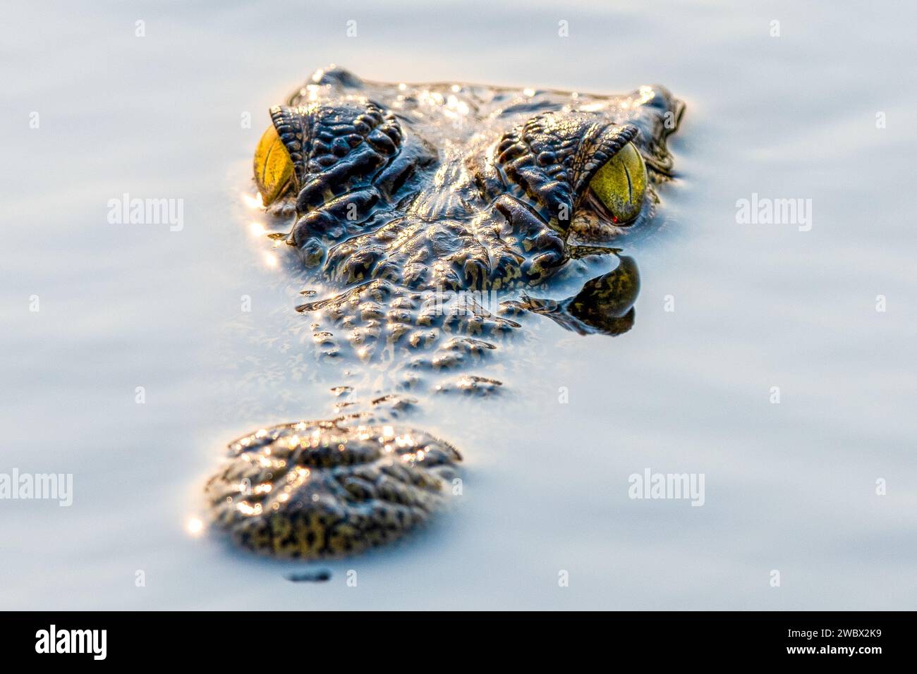 An American alligator gracefully glides through the calm waters, its head adorned with a vibrant green layer of aquatic algae Stock Photo