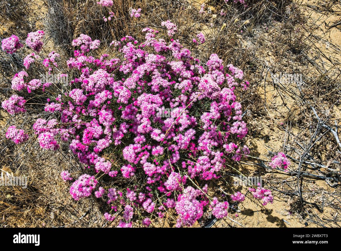 Verticordia monadelpha, or pink woolly featherflower, endemic in the south-west of Western Australia. Stock Photo
