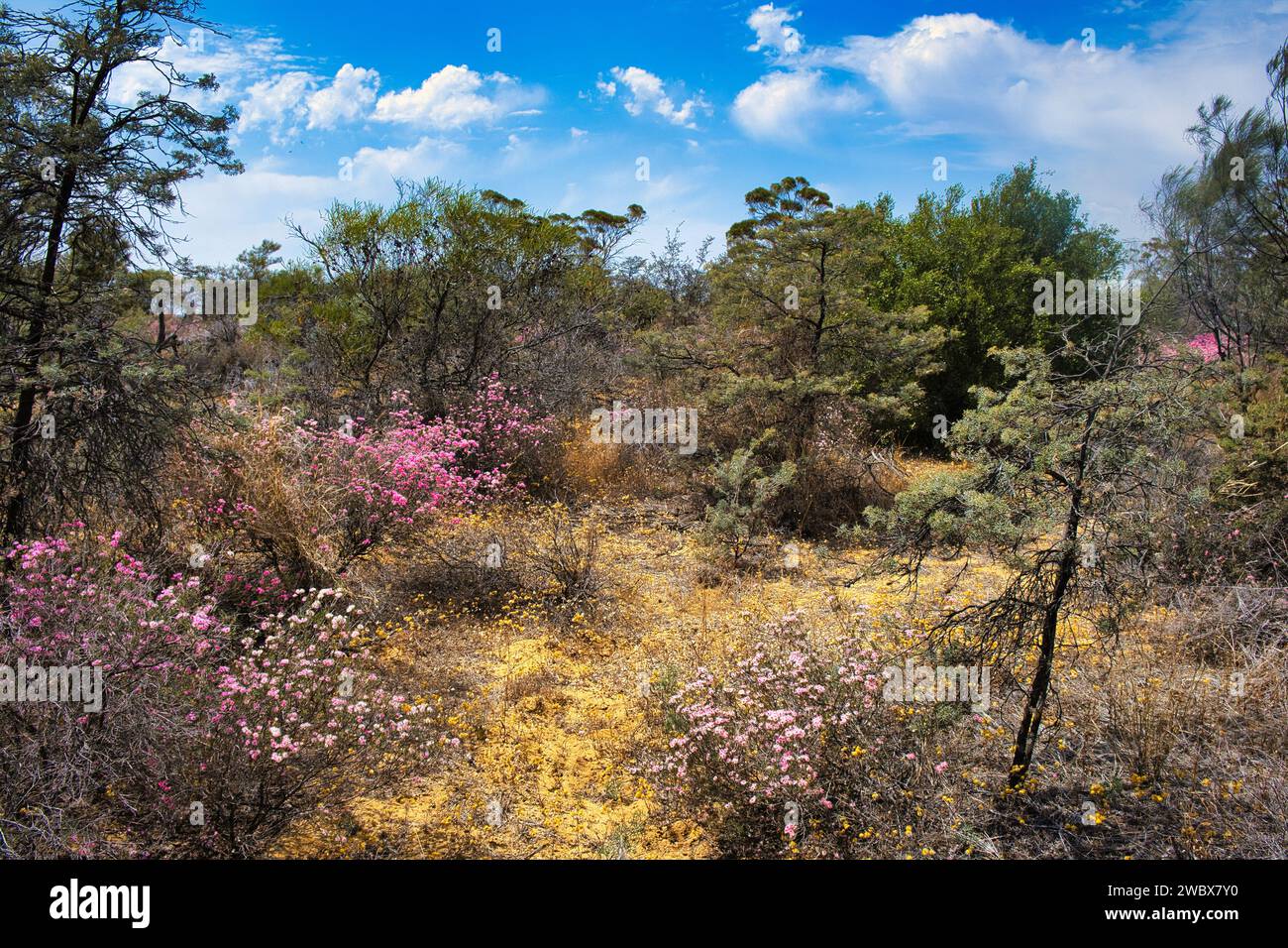 Wildflowers (especially Verticordia or featherflower) and cypresses in the bushland of Reynoldson Reserve, Wongan Hills, midwest of Western Australia Stock Photo