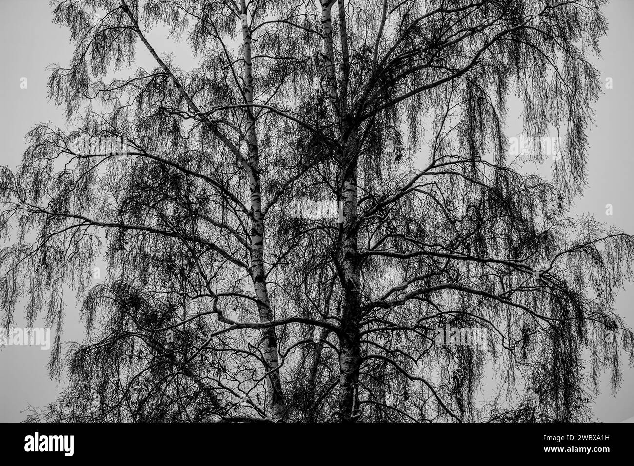 Twiggy tree silhouette hi-res stock photography and images - Alamy