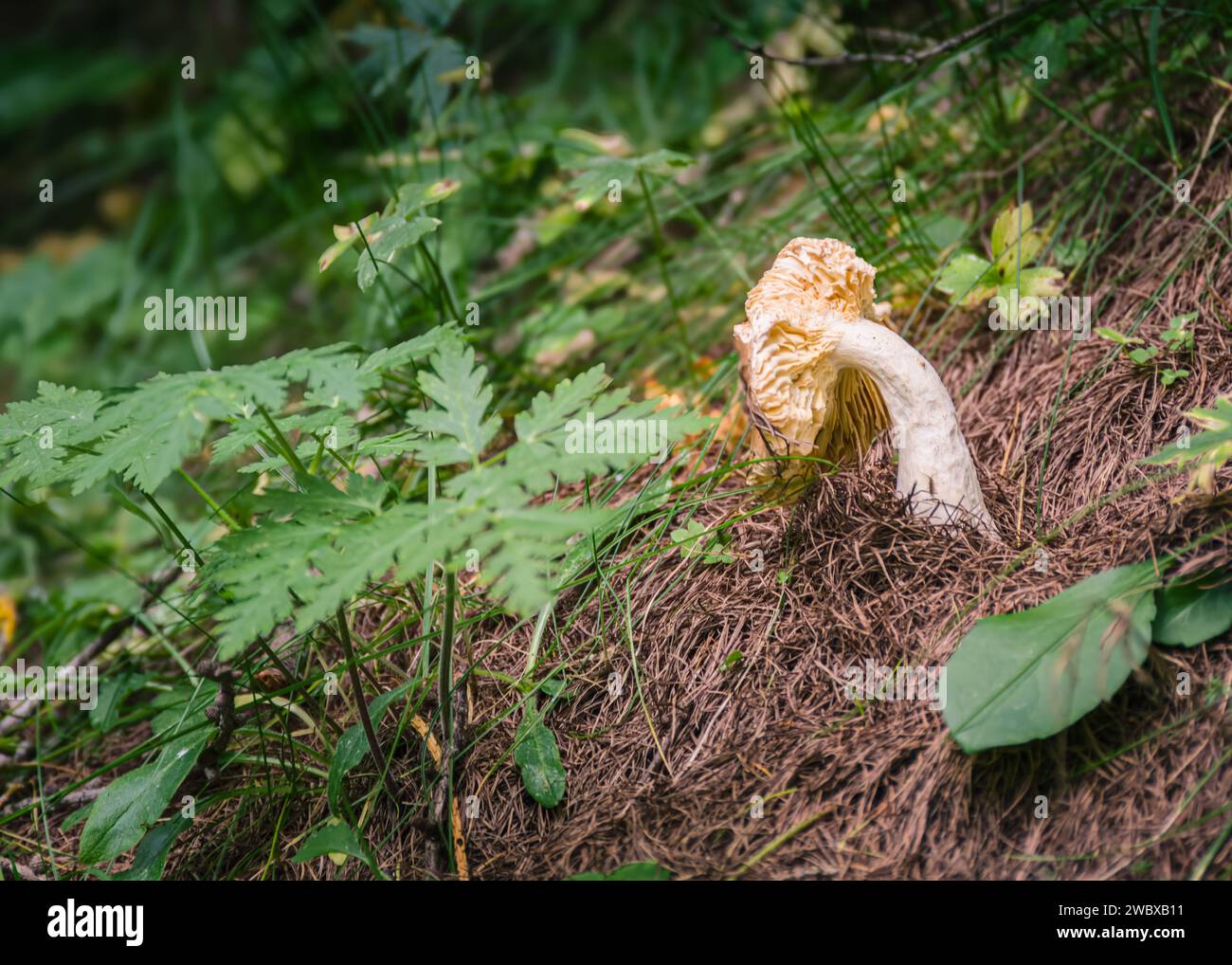 Mushroom amidst green foliage surrounded by various types of green plants including fern-like leaves and grasses on a ground covered with pine needles Stock Photo