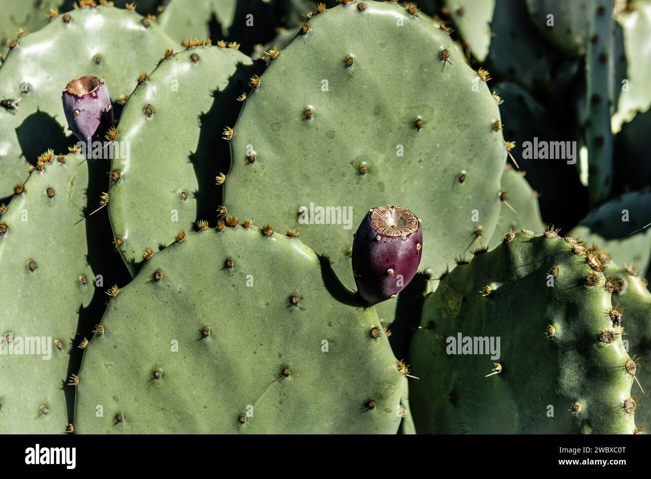 Its flavor is reminiscent of watermelon or raspberry. Being a cactus, the  tall prickly pear can survive in dry weather conditions. Its origins date  ba Stock Photo - Alamy