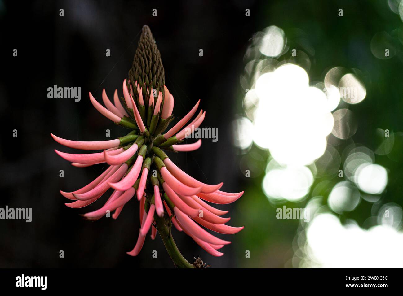 Erythrina speciosa Stock Photo