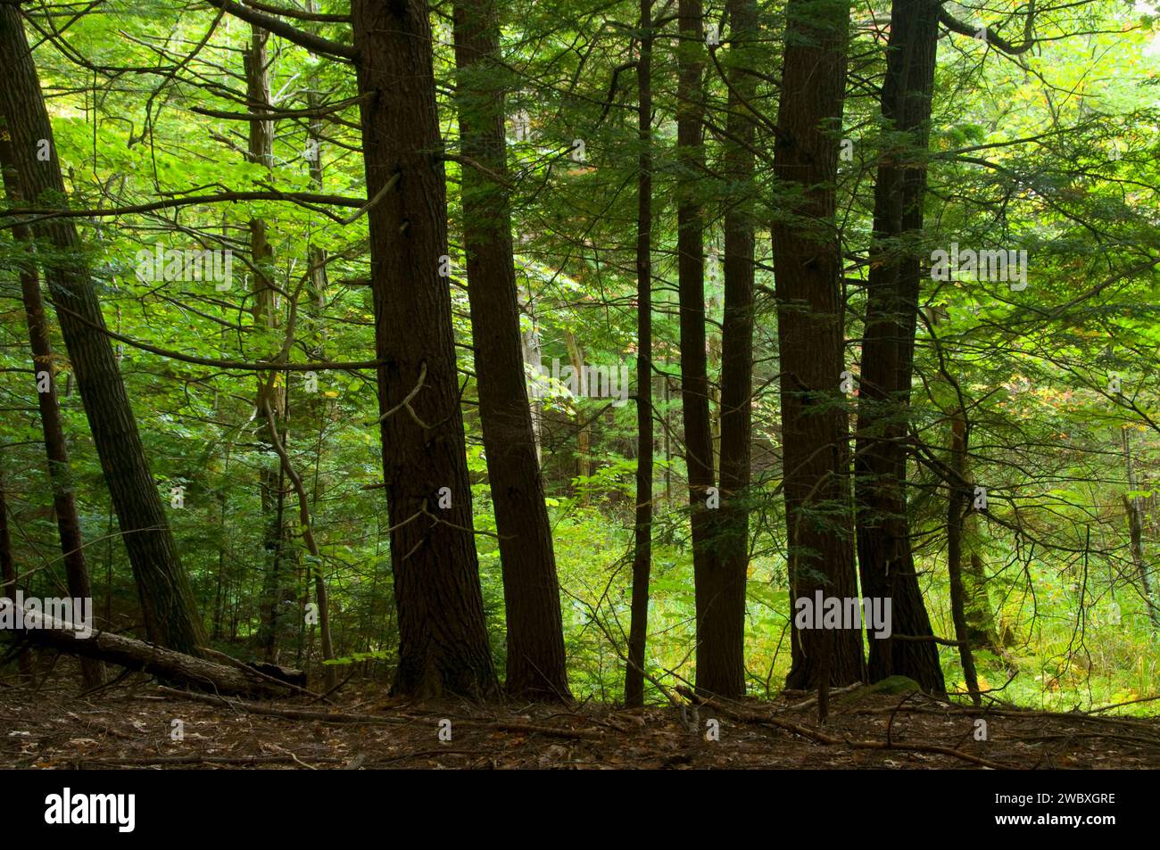 Hemlock grove, Perkins Pond Wildlife Management Area, New Hampshire Stock Photo