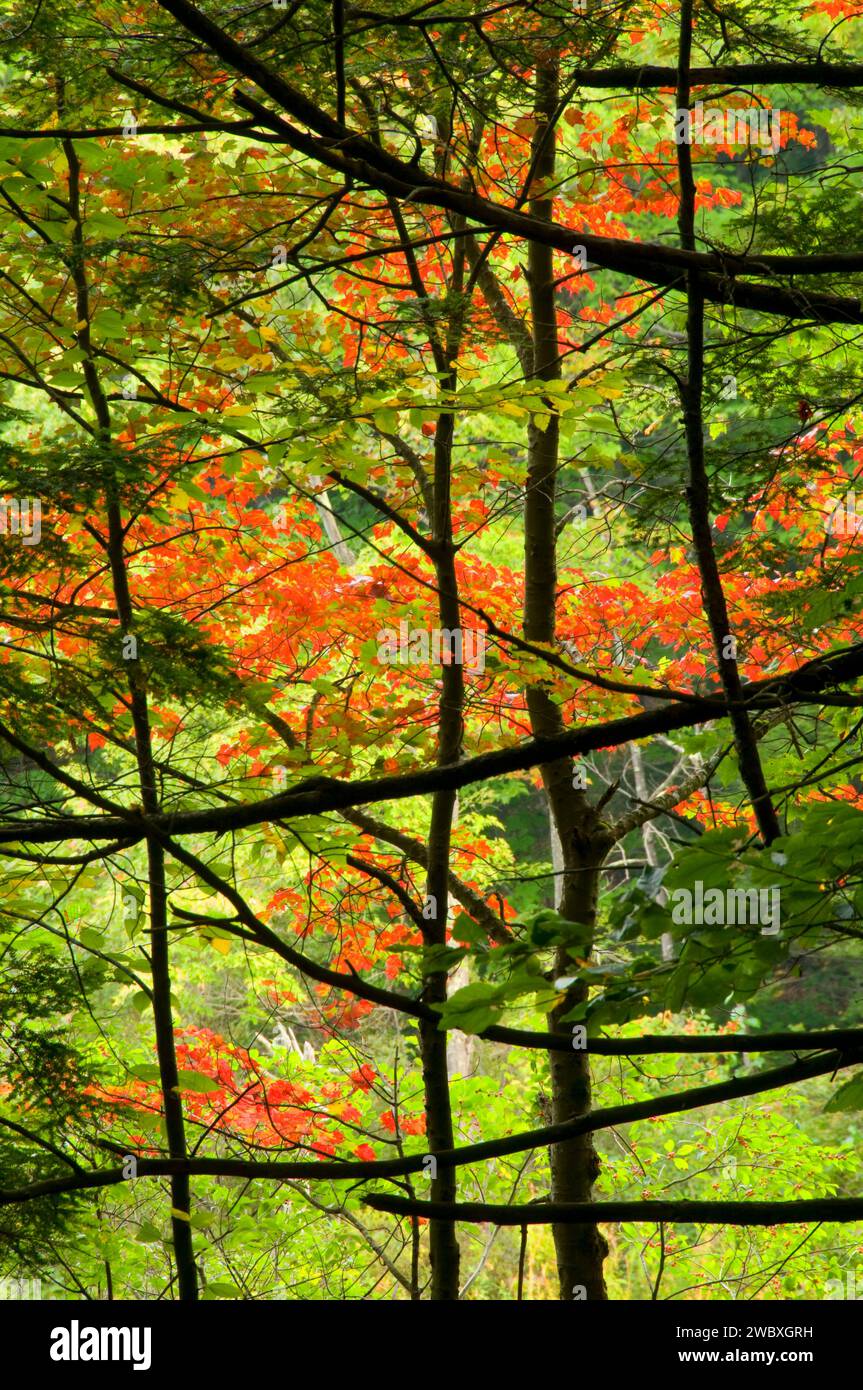 Red maple leaves with hemlock boughs, Perkins Pond Wildlife Management Area, New Hampshire Stock ...