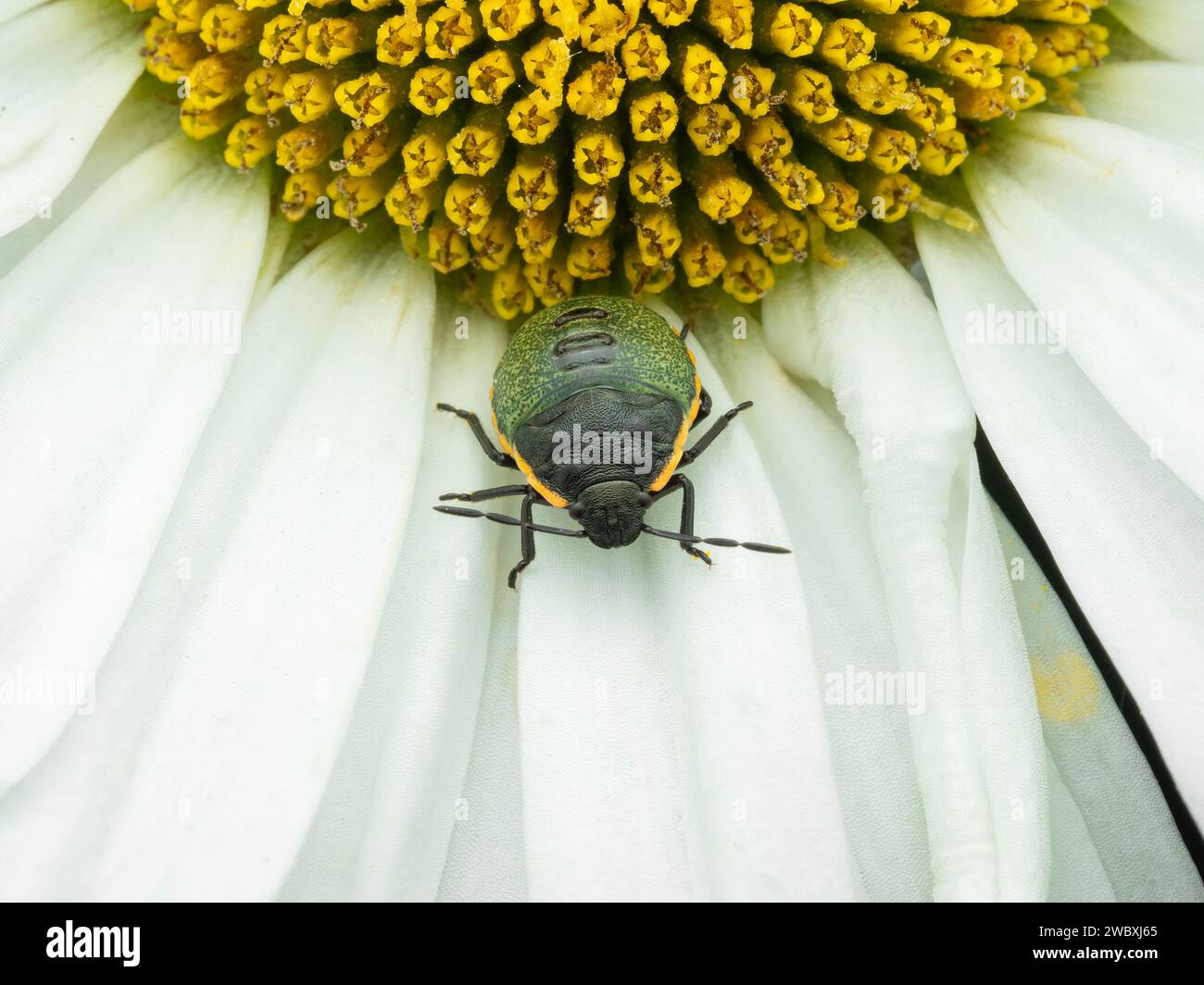 colorful juvenile conchuela bug (Chlorochroa ligata), facing the camera while resting on the petals of a white daisy flower Stock Photo