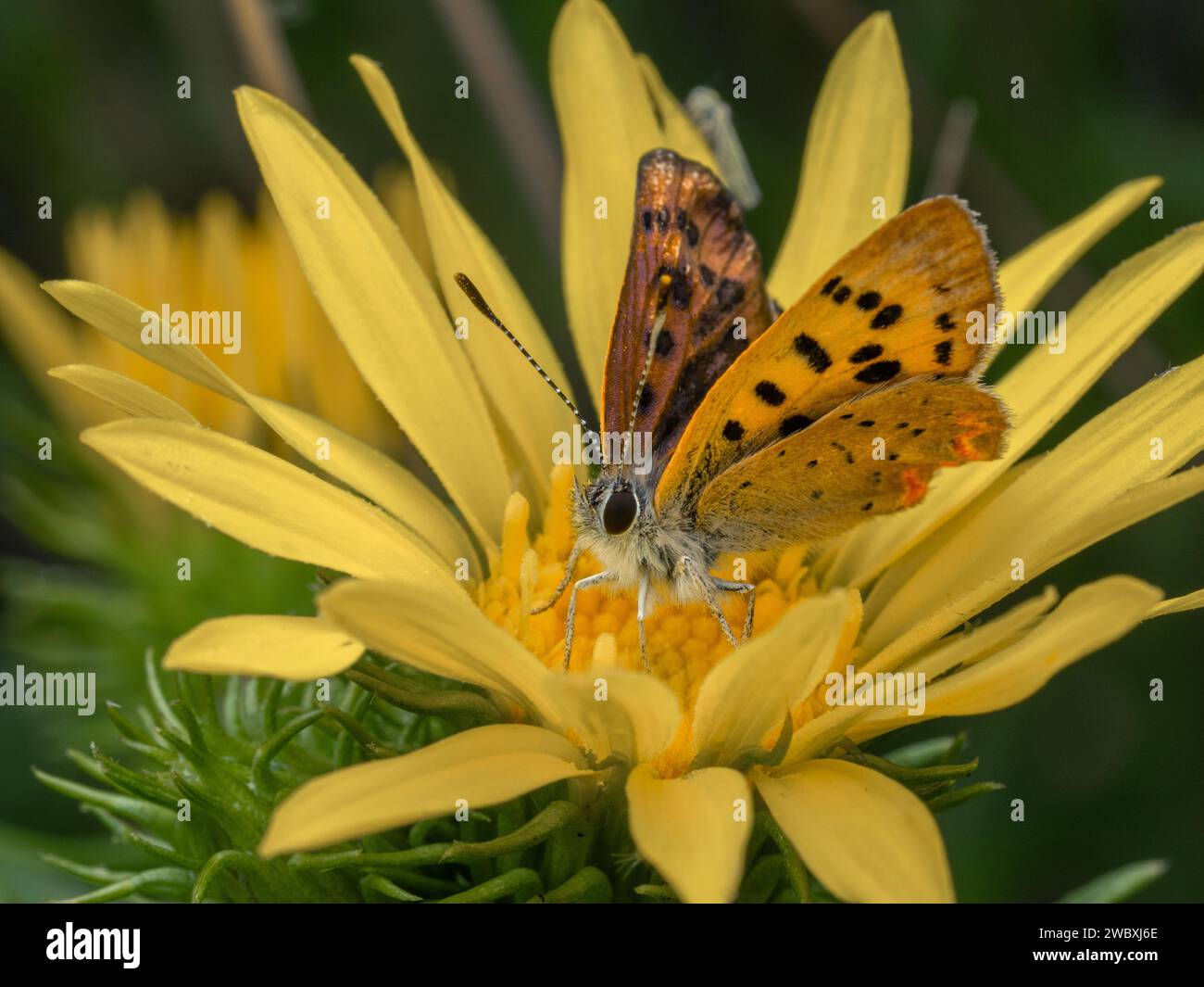 Pretty purplish copper butterfly (Lycaena helloides) perched on the yellow flower of a Puget Sound gumweed (Grindelia integrifolia) in the Boundary Ba Stock Photo