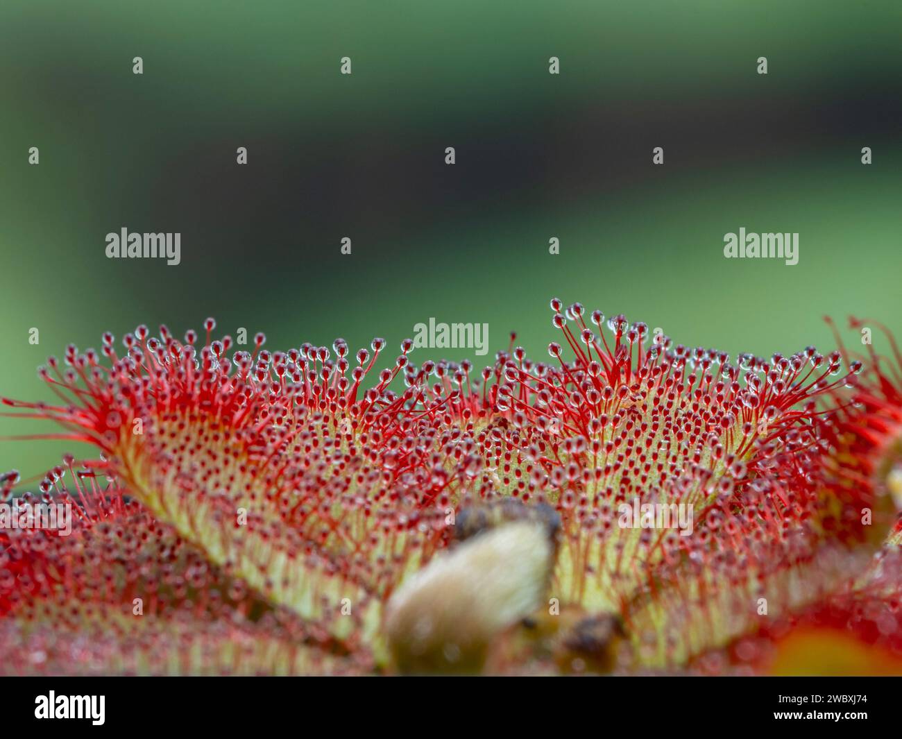 Side view of an Alice sundew plant (Drosera aliciae) showing the sticky stalked glands that cover the leaves Stock Photo