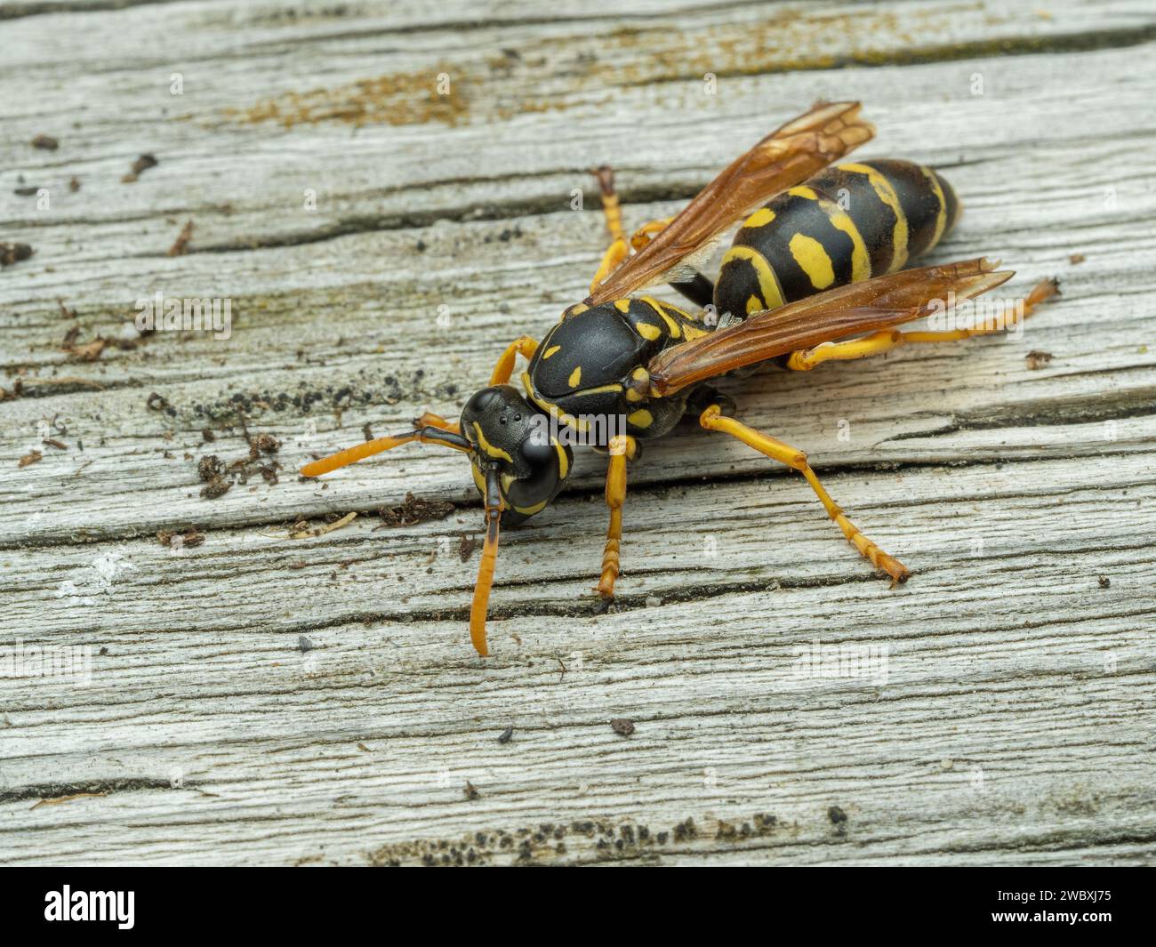 A beautiful European paper wasp, Polistes dominula, resting on weathered wood, from above Stock Photo