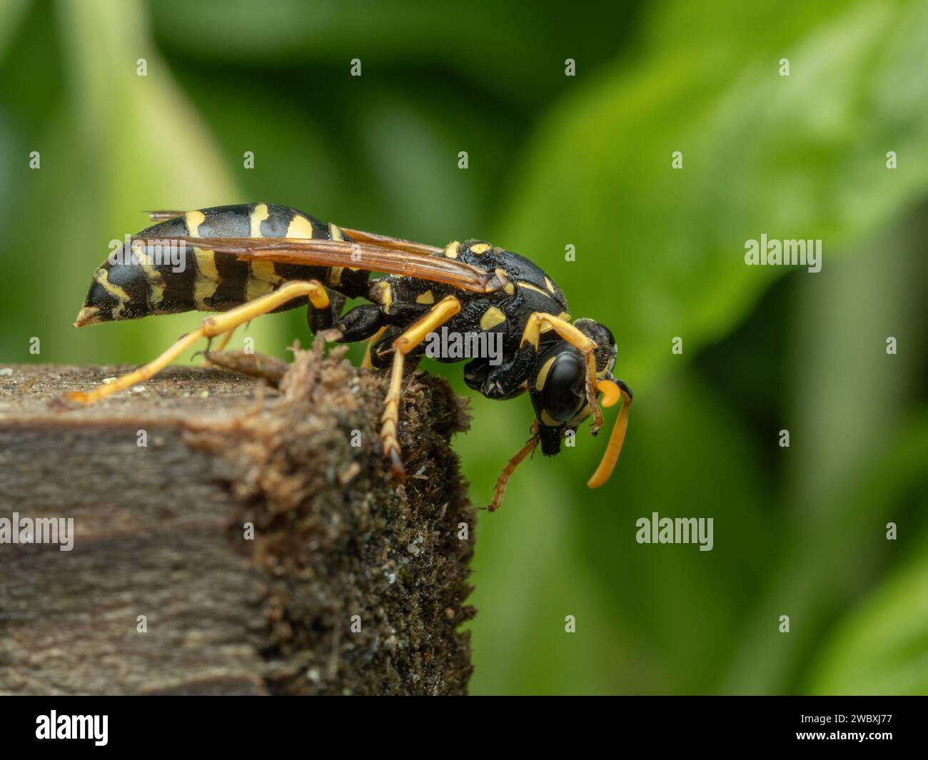 Side view of a European paper wasp, Polistes dominula, on weathered wood grooming its face Stock Photo