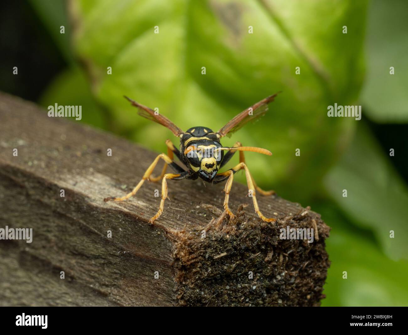 A pretty European paper wasp, Polistes dominula, with tattered wings facing the camera Stock Photo