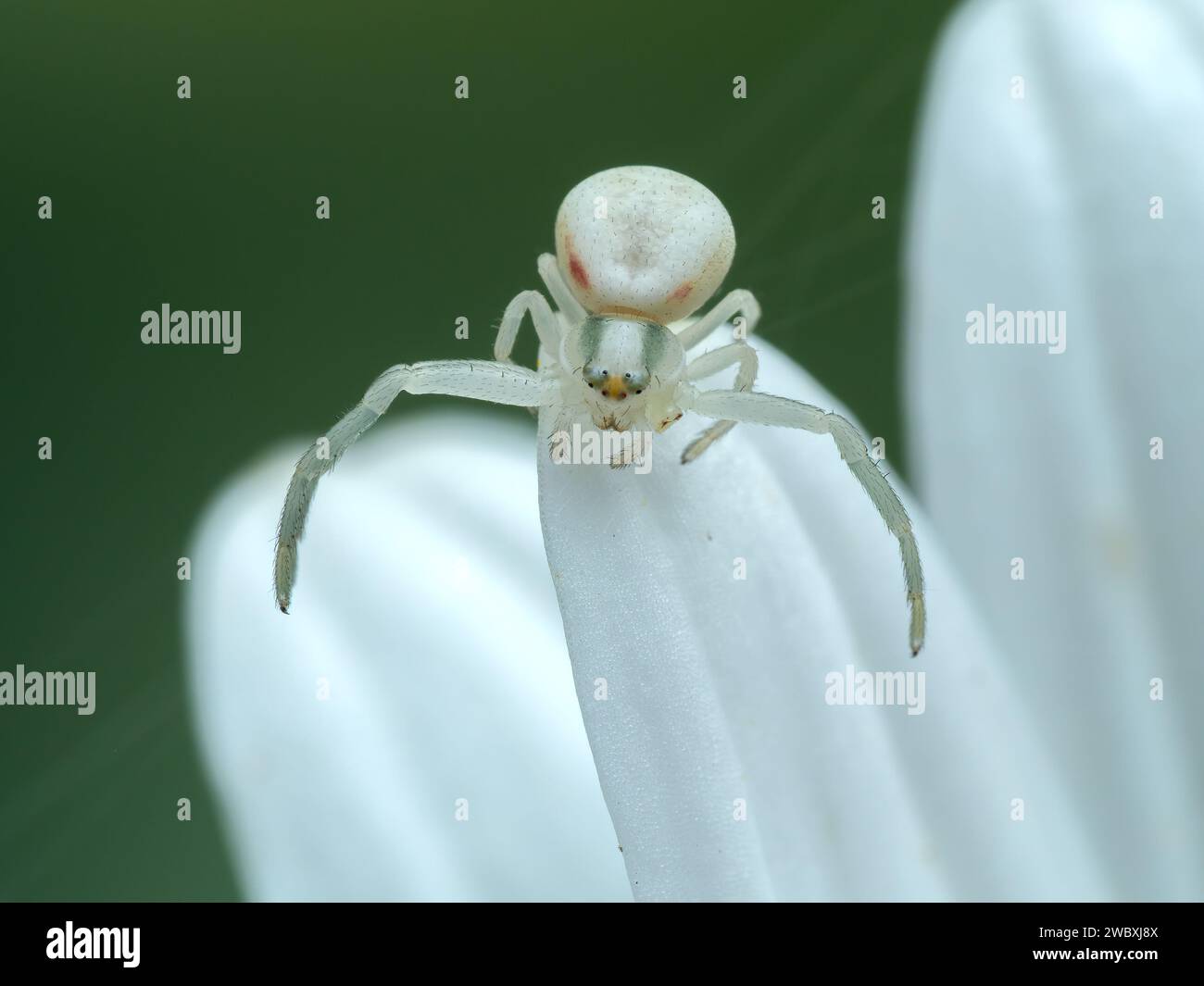 Female goldenrod crab spider (Misumena vatia) crawling on the petals of