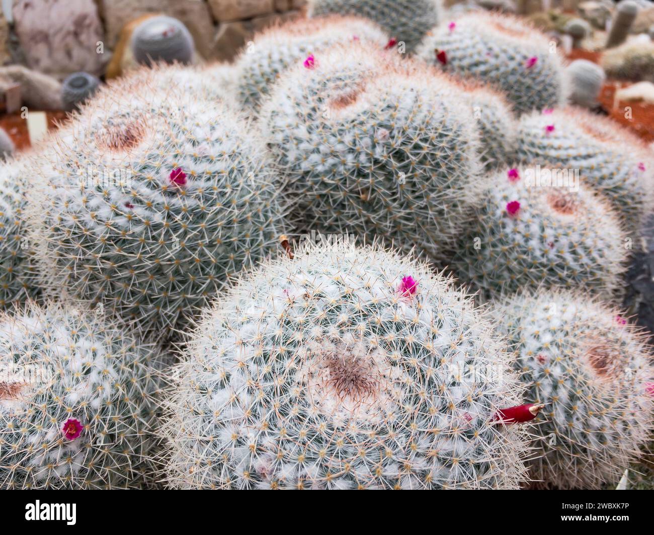Mammillaria hahniana (Werderm cactus) with radial spines and purple flowers Stock Photo